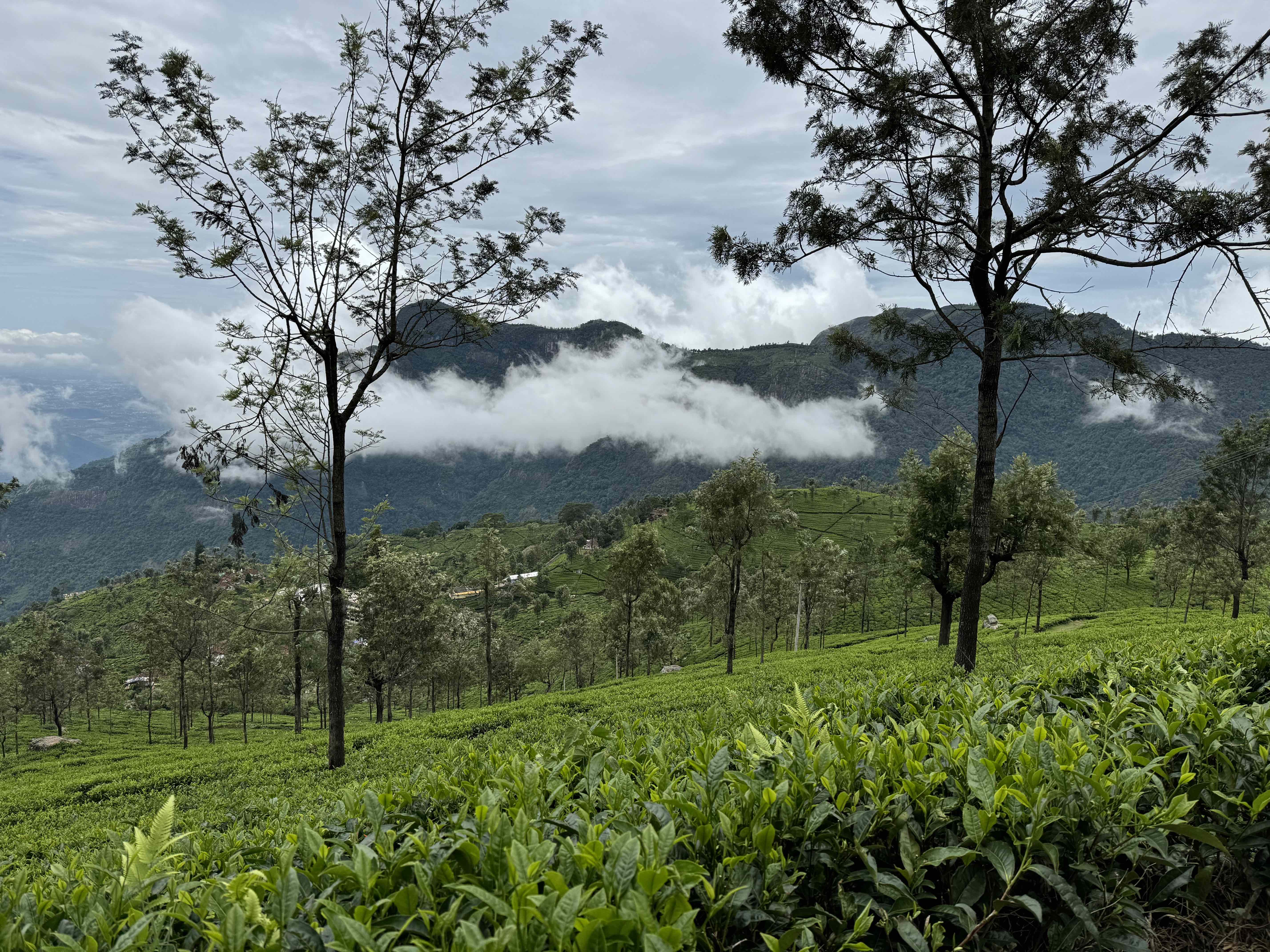 Lush green tea plantations with misty mountains and pristine growing conditions